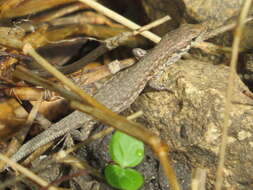 Imagem de Podarcis filfolensis maltensis Mertens 1921