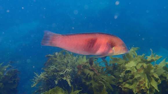 Image de Sandager's wrasse