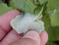 Image of Pericallis lanata (L'Hér.) B. Nord.