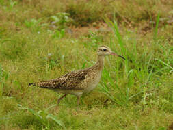 Image of Little Curlew