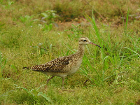 Image of Little Curlew