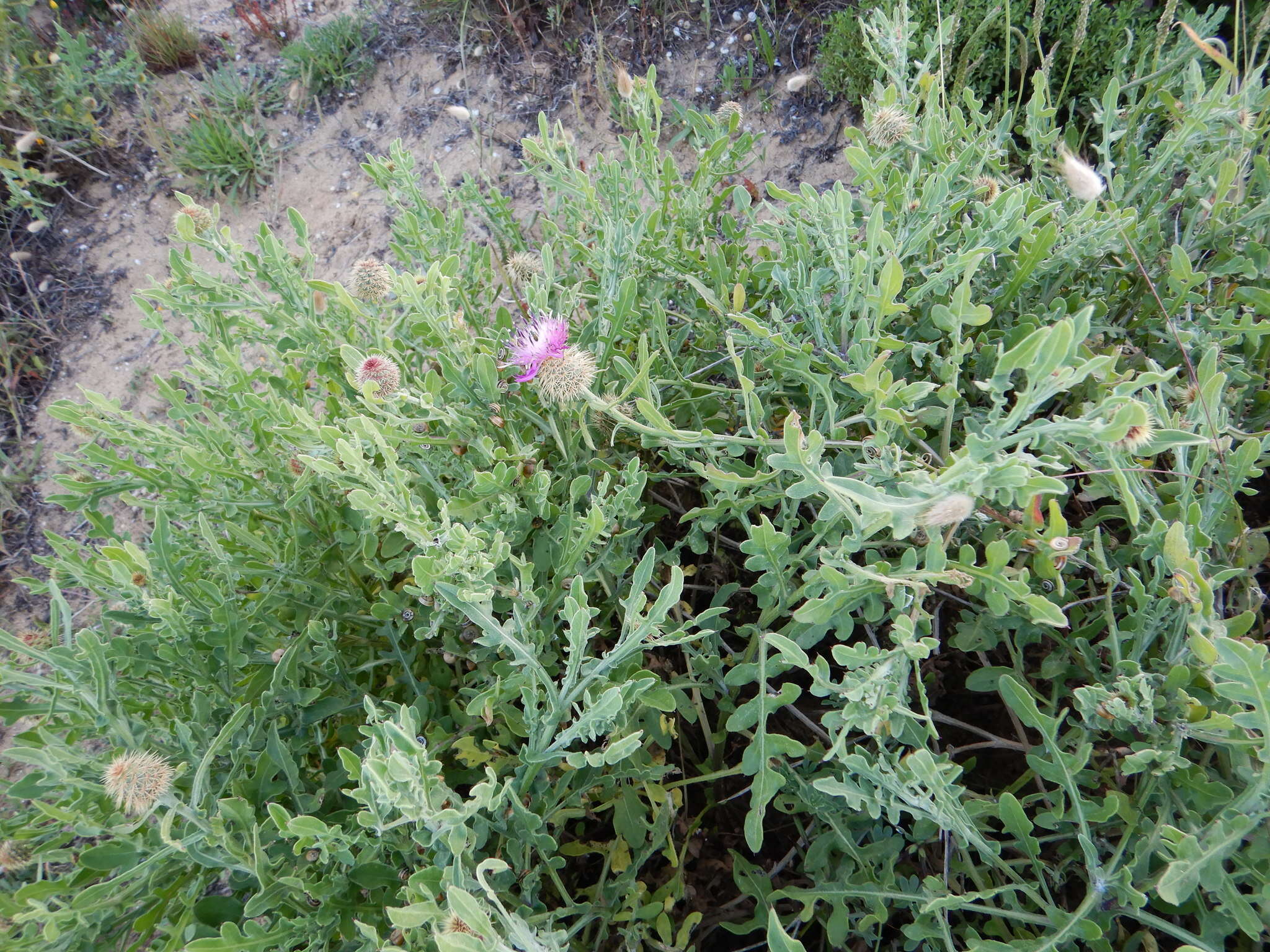 Слика од Centaurea sphaerocephala L.