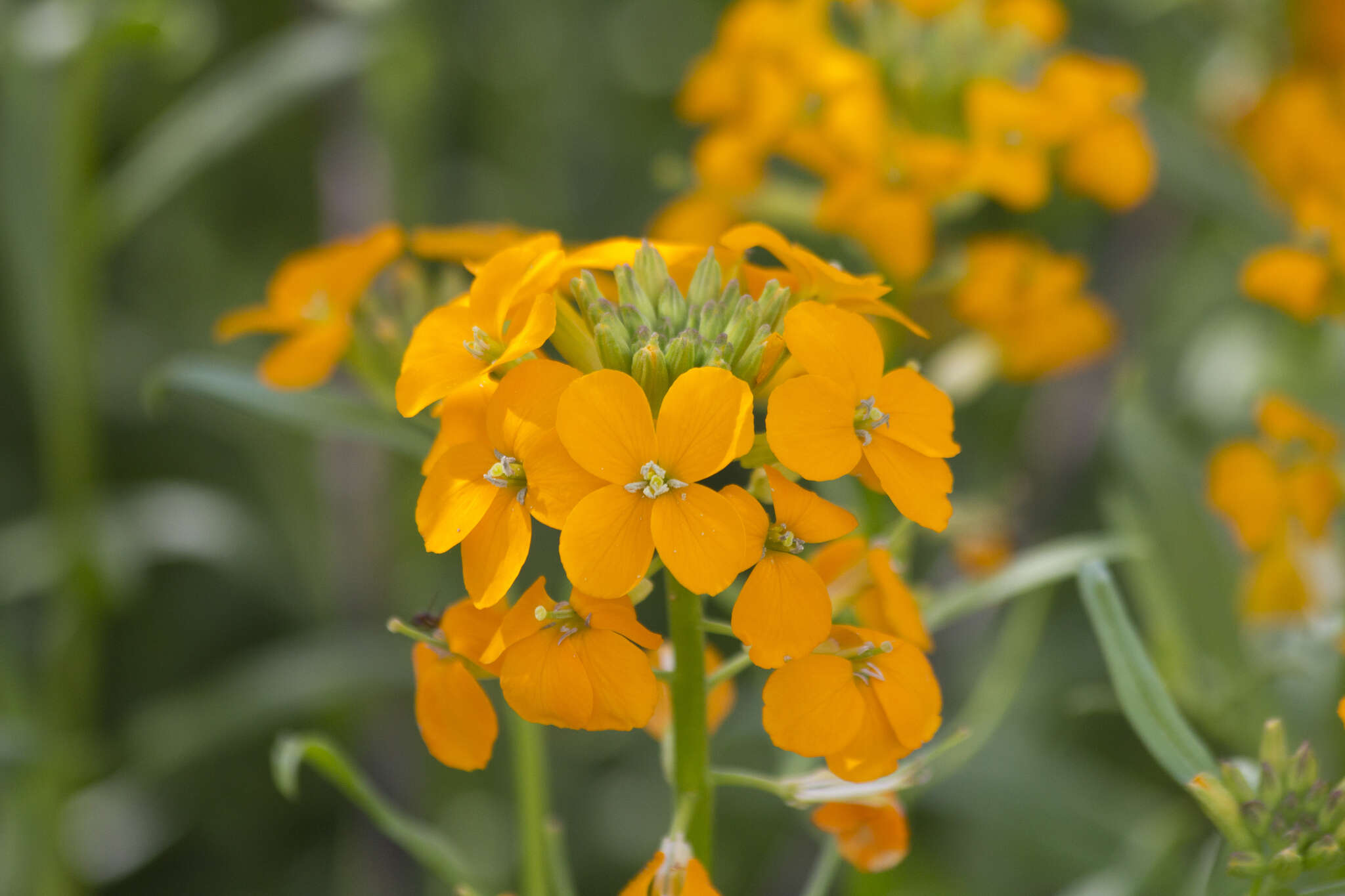 Image of Siberian wallflower