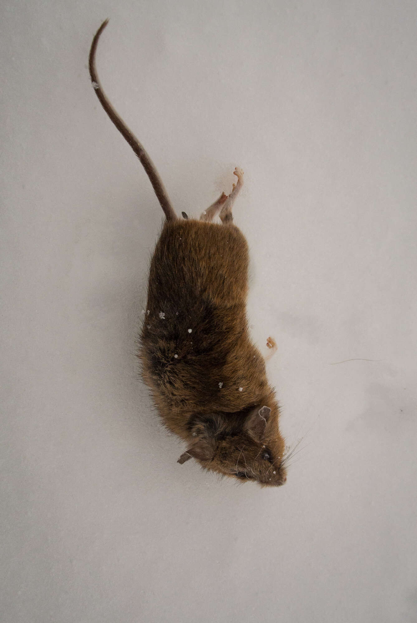 Image of White-footed Deermouse