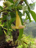 Image of Mandevilla urophylla (Hook. fil.) R. E. Woodson