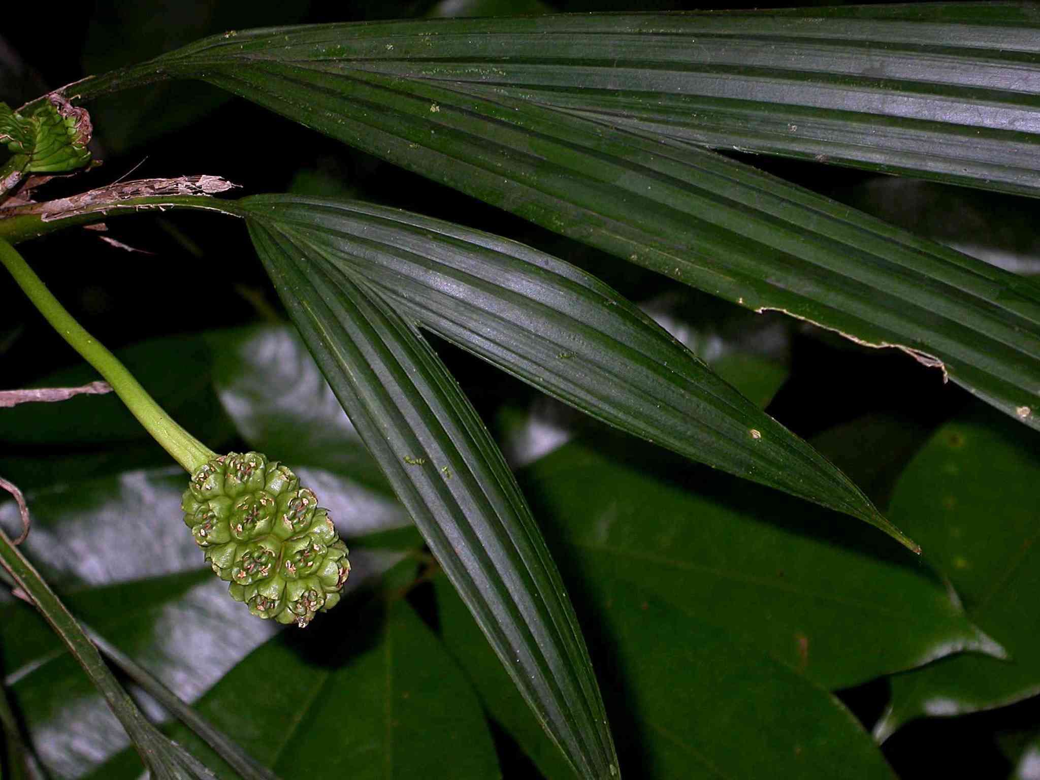 Image of Evodianthus funifer (Poit.) Lindm.