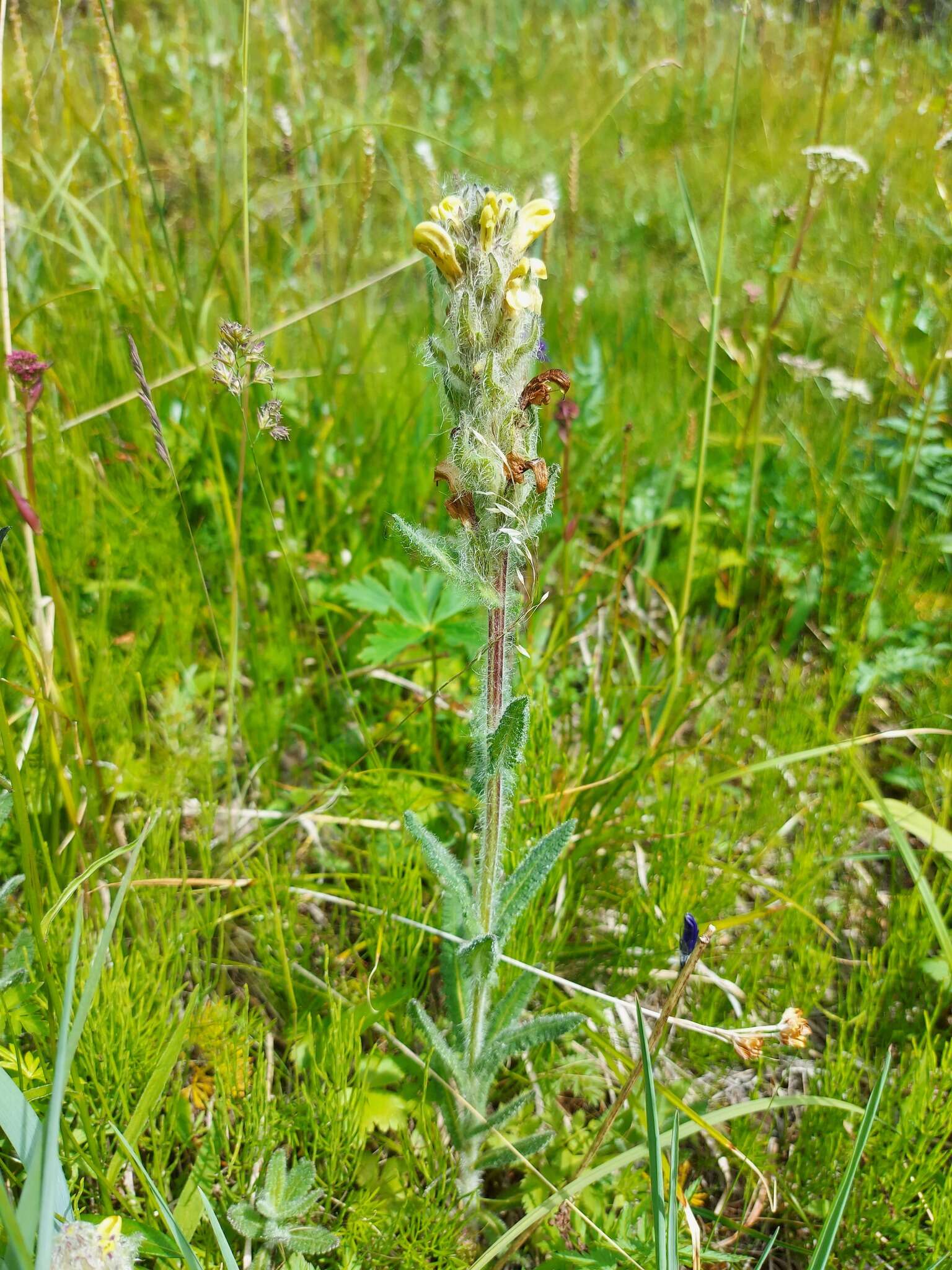 Image of Pedicularis tristis L.