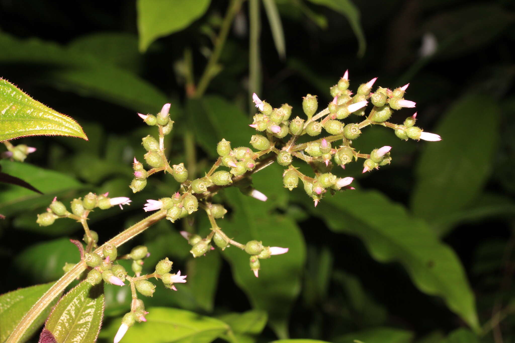 Image of Aciotis purpurascens (Aubl.) Triana