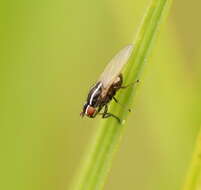 Image of Poecilohetaerus aquilus Schneider 1991