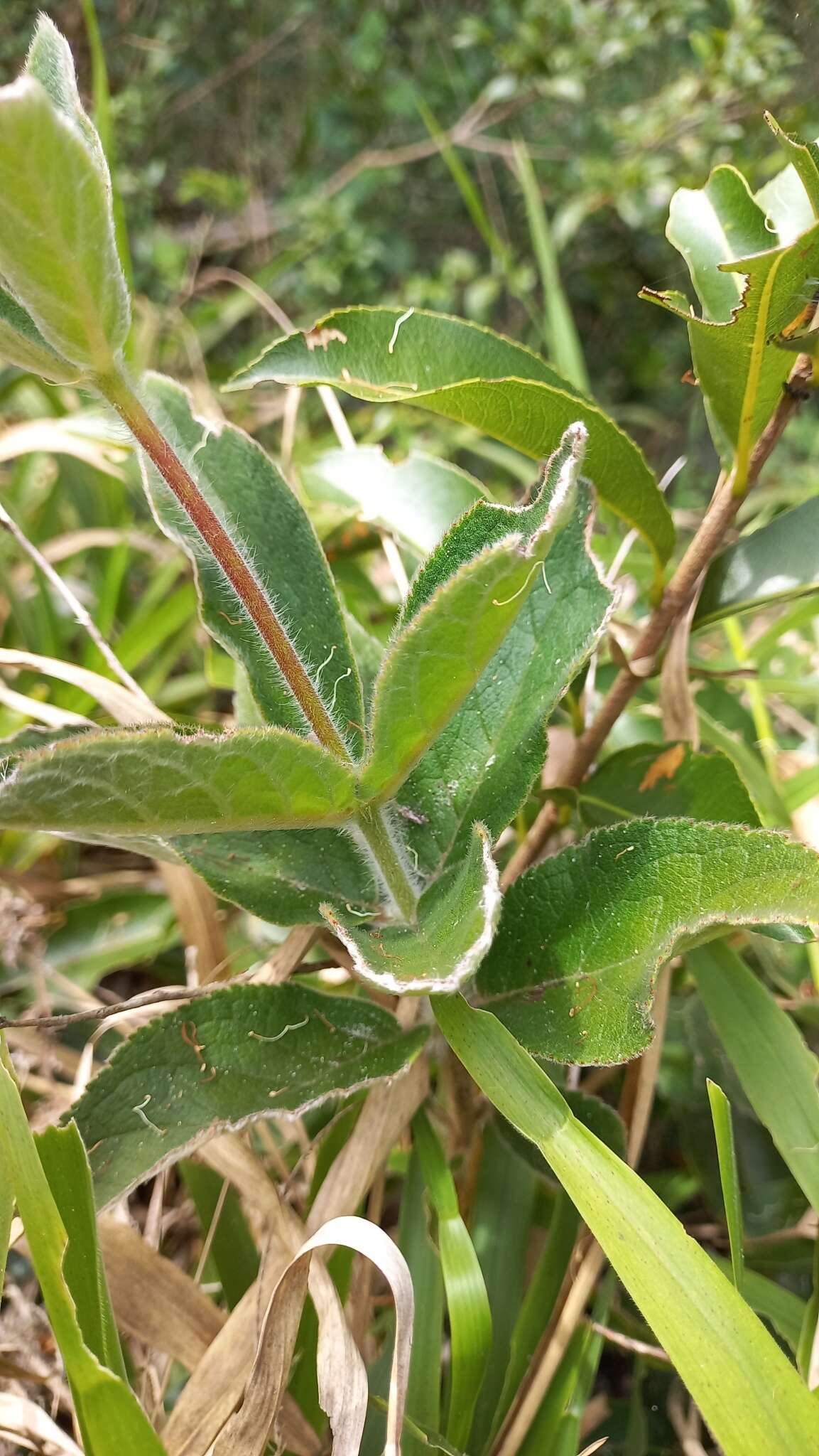 Image of Sinningia douglasii (Lindl.) Chautems