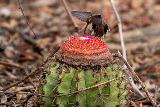 Image of Melocactus zehntneri (Britton & Rose) Leutzelb.