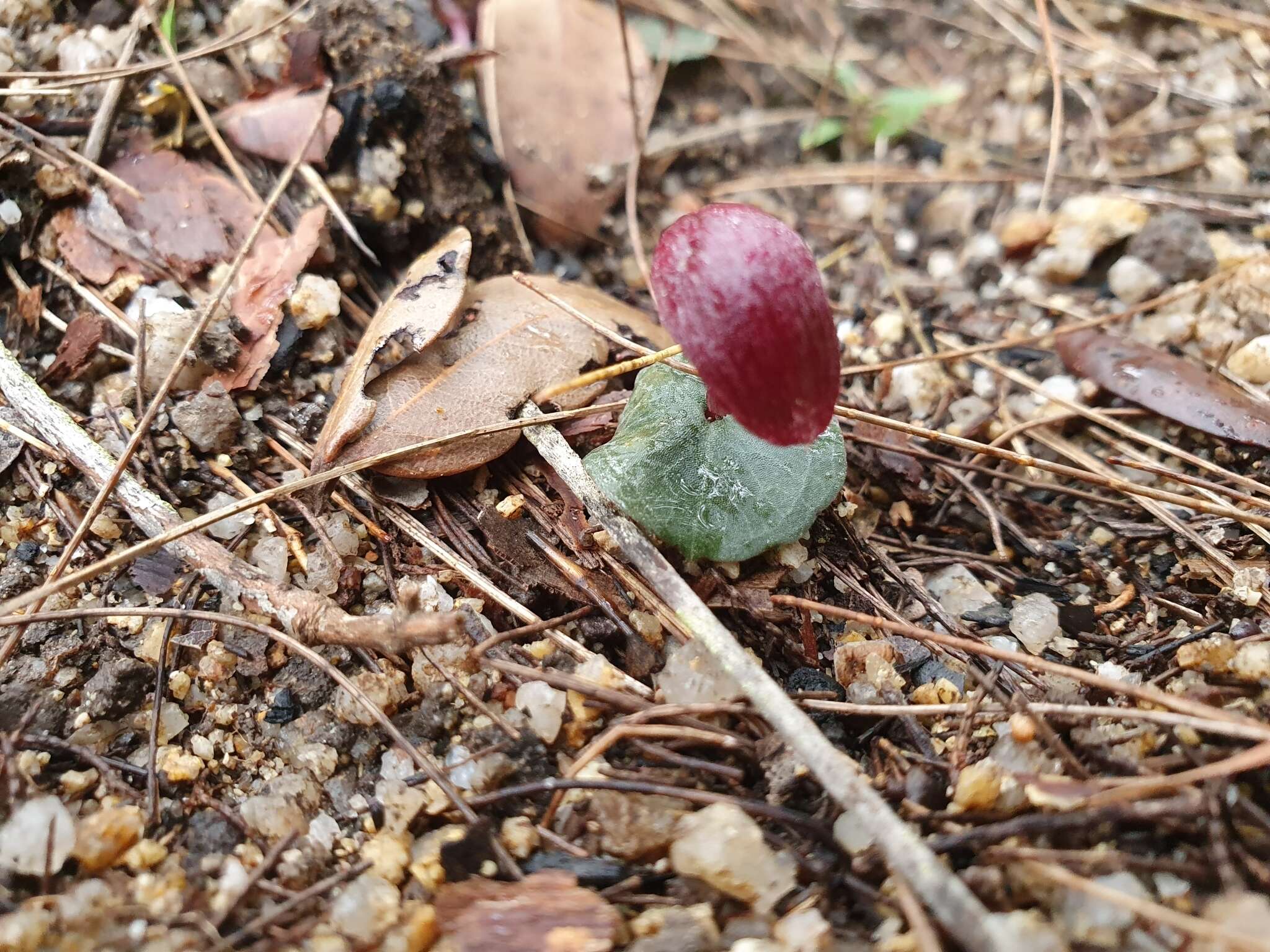 Image de Corybas cerasinus D. L. Jones & B. Gray