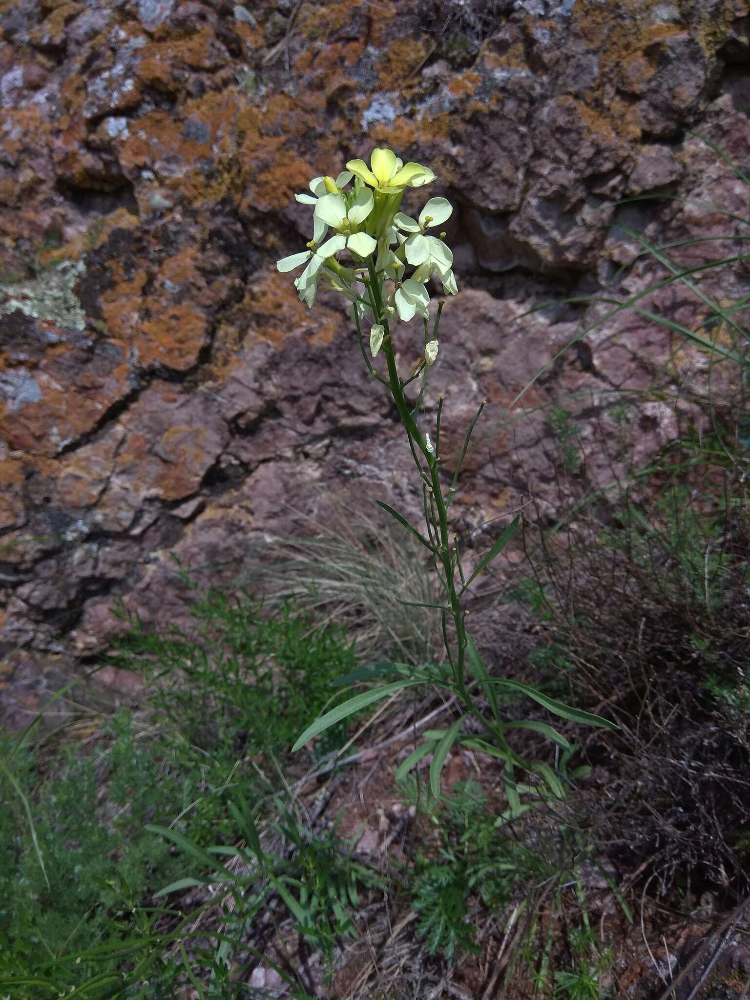 Image of Erysimum flavum subsp. altaicum (C. A. Mey.) Polozhij