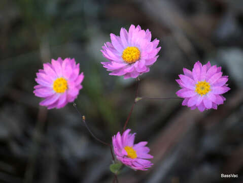 Image of Rhodanthe manglesii Lindl.