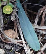 Sivun Euphorbia silenifolia (Haw.) Sweet kuva