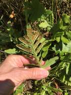 Polypodium californicum Kaulf.的圖片