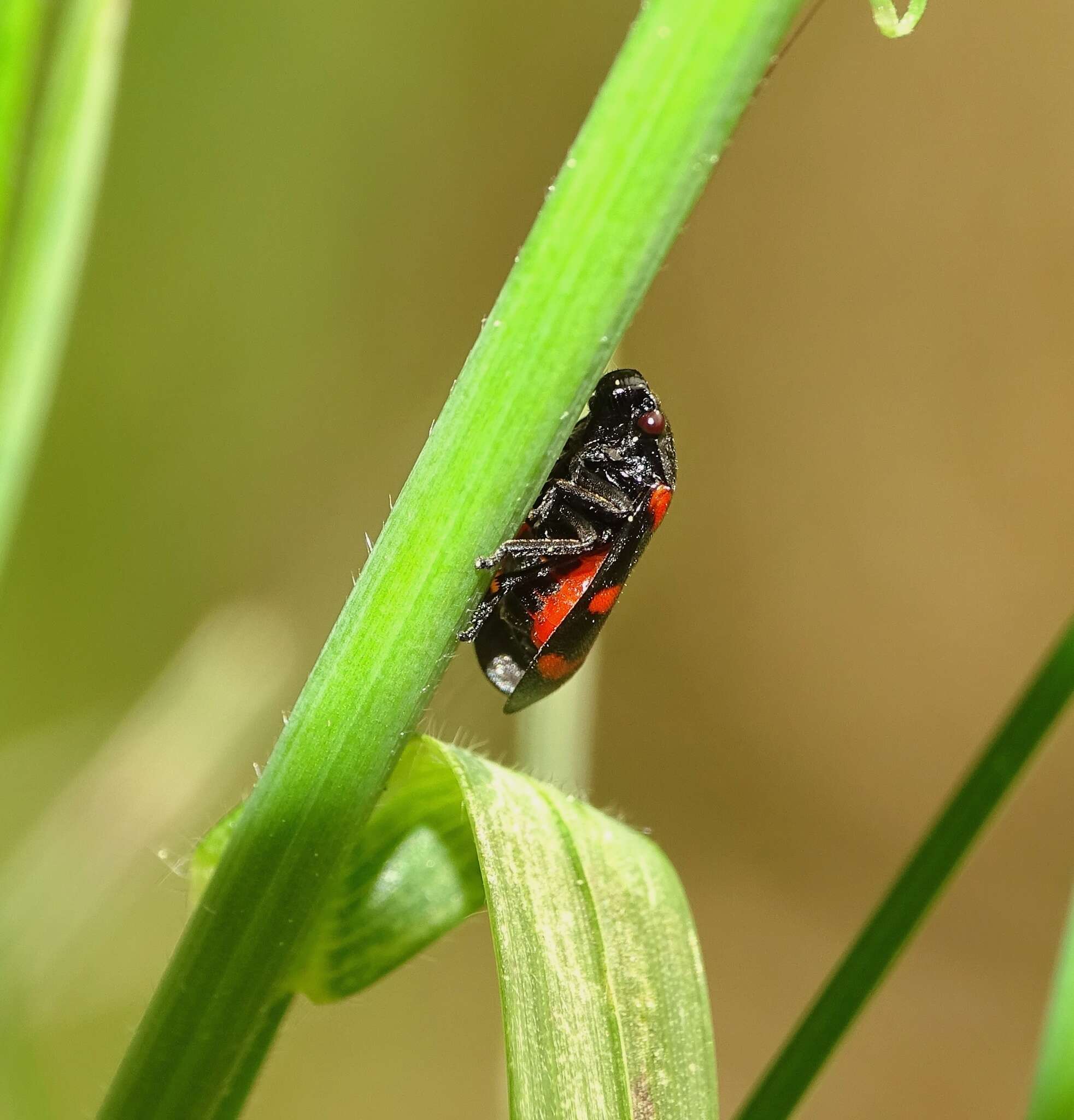 Слика од Cercopis arcuata Fieber 1844