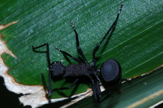 Image de Polyrhachis armata (Le Guillou 1842)