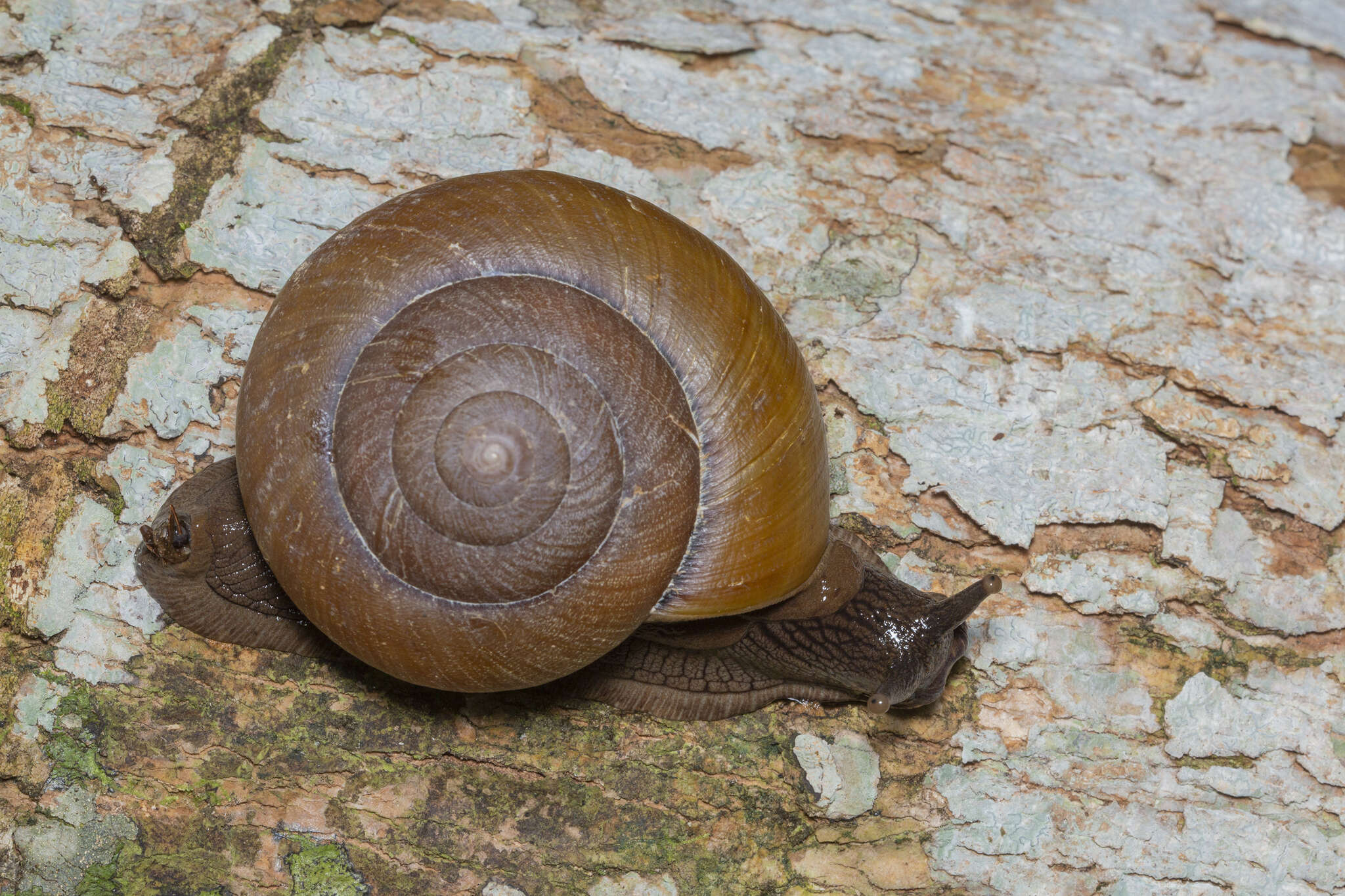 Image of Hemiplecta humphreysiana (I. Lea 1841)