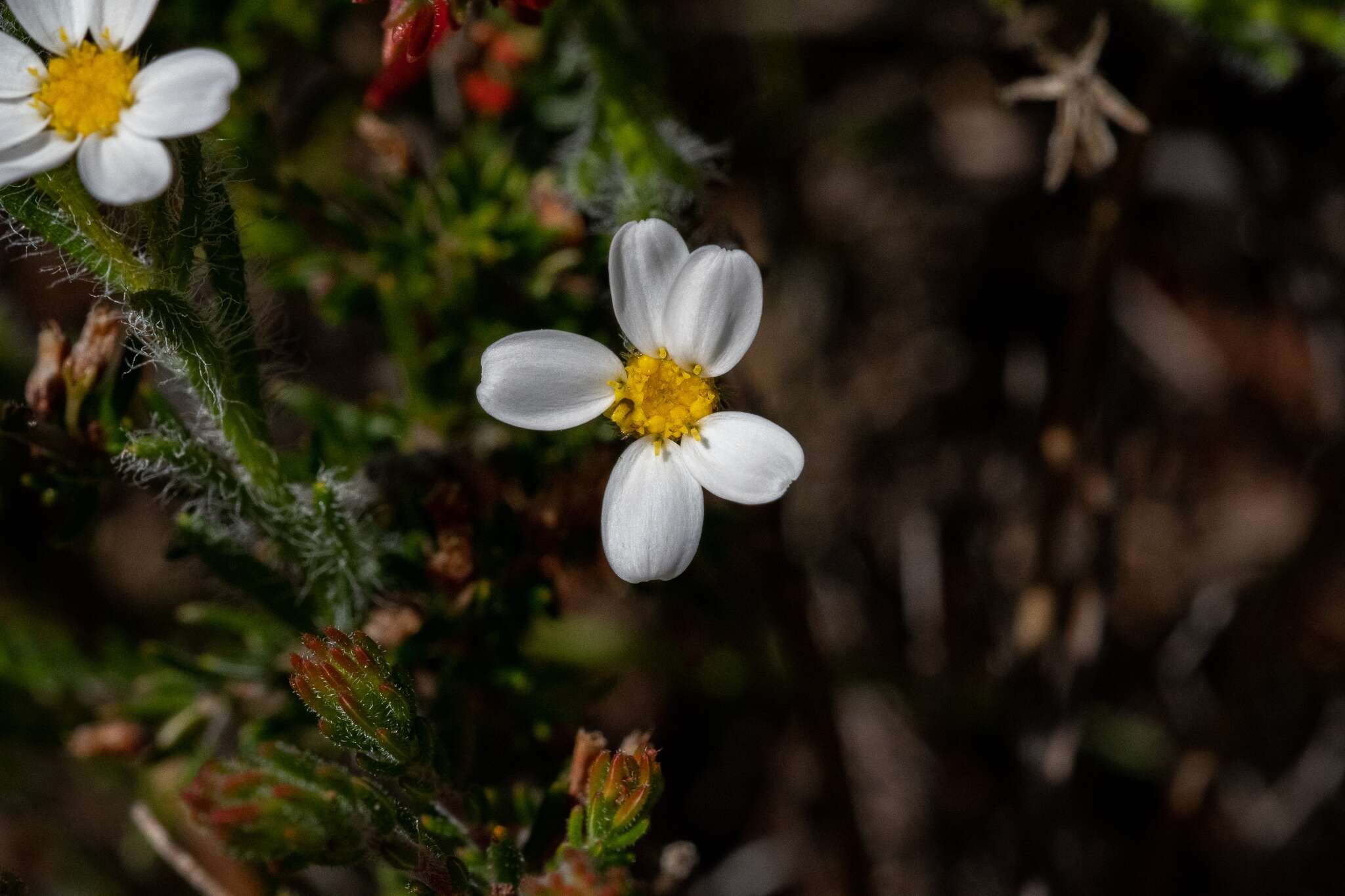 Image of Zyrphelis foliosa (Harv.) Kuntze