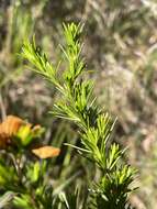 Image of Apalachicola St. John's-Wort