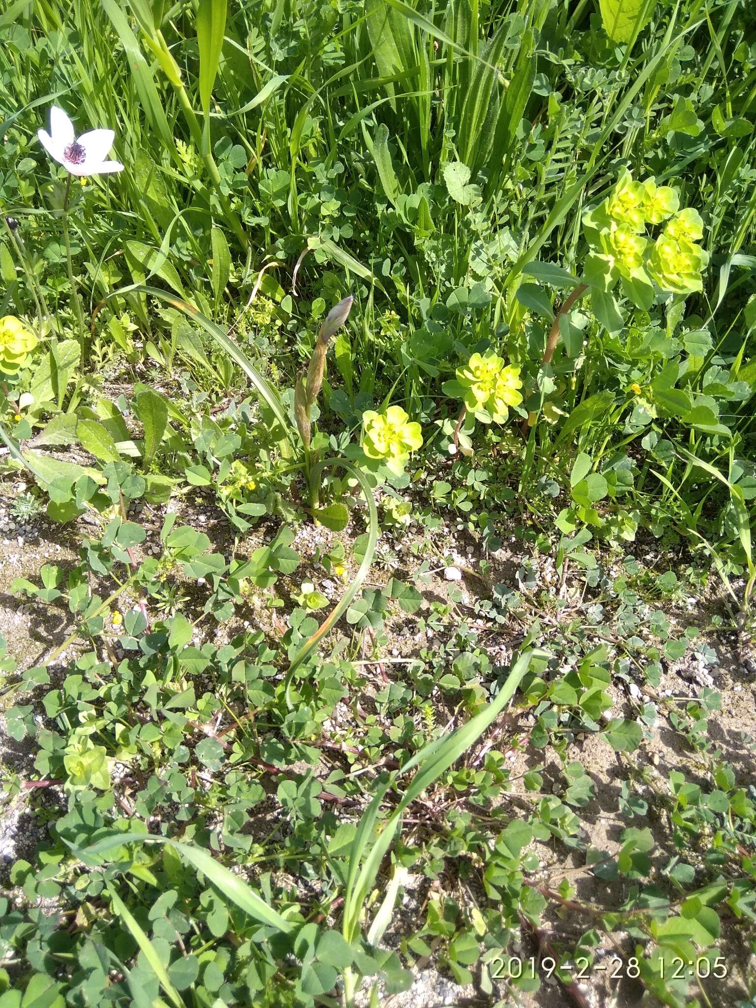 Image of Barbary Nut Iris