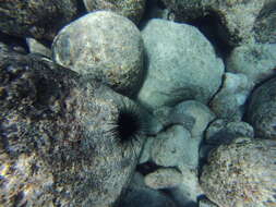 Image of Banded diadem urchin