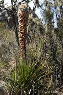 Image de Puya trianae Baker