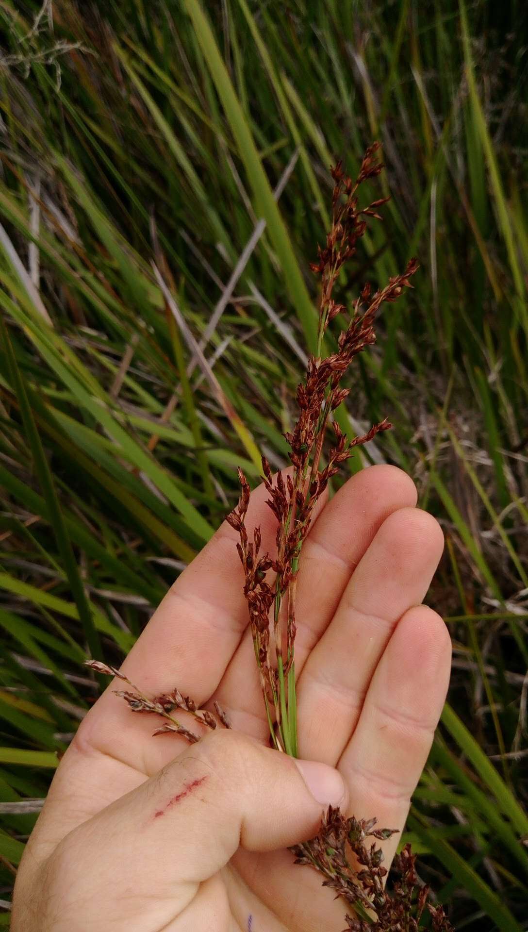 Imagem de Machaerina complanata (Berggr.) T. Koyama