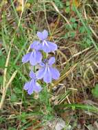 Image of Lobelia apalachicolensis D. D. Spauld., Barger & H. E. Horne