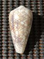 صورة Conus omaria Hwass ex Bruguière 1792