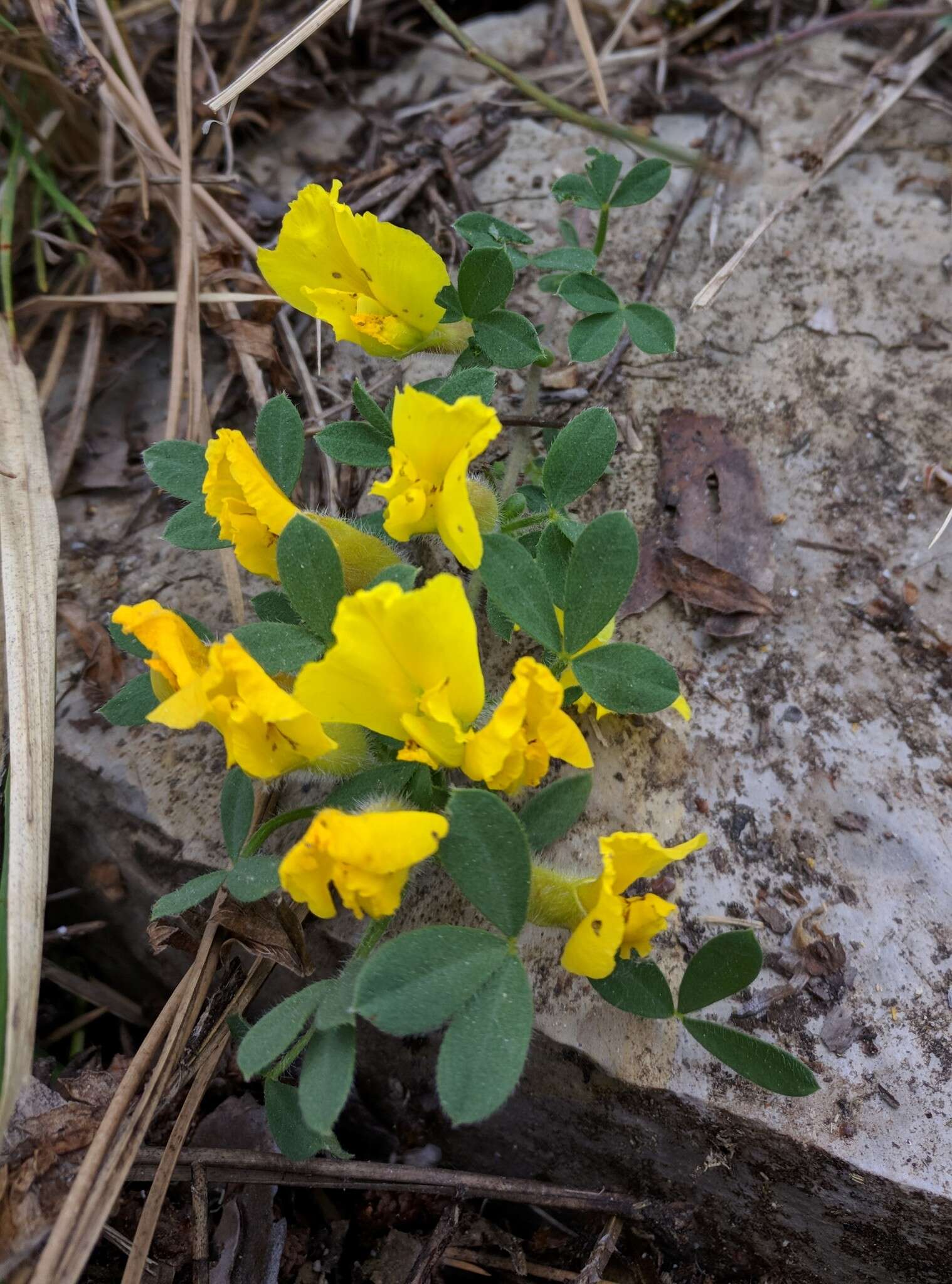 Image of Cytisus hirsutus subsp. polytrichus (M. Bieb.) Hayek