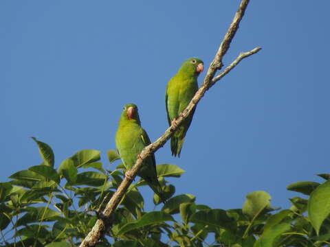 Image of Orange-chinned Parakeet