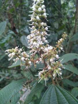 Miconia sylvatica (Schltdl.) Naud.的圖片