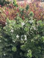 Image of Westringia fruticosa (Willd.) Druce