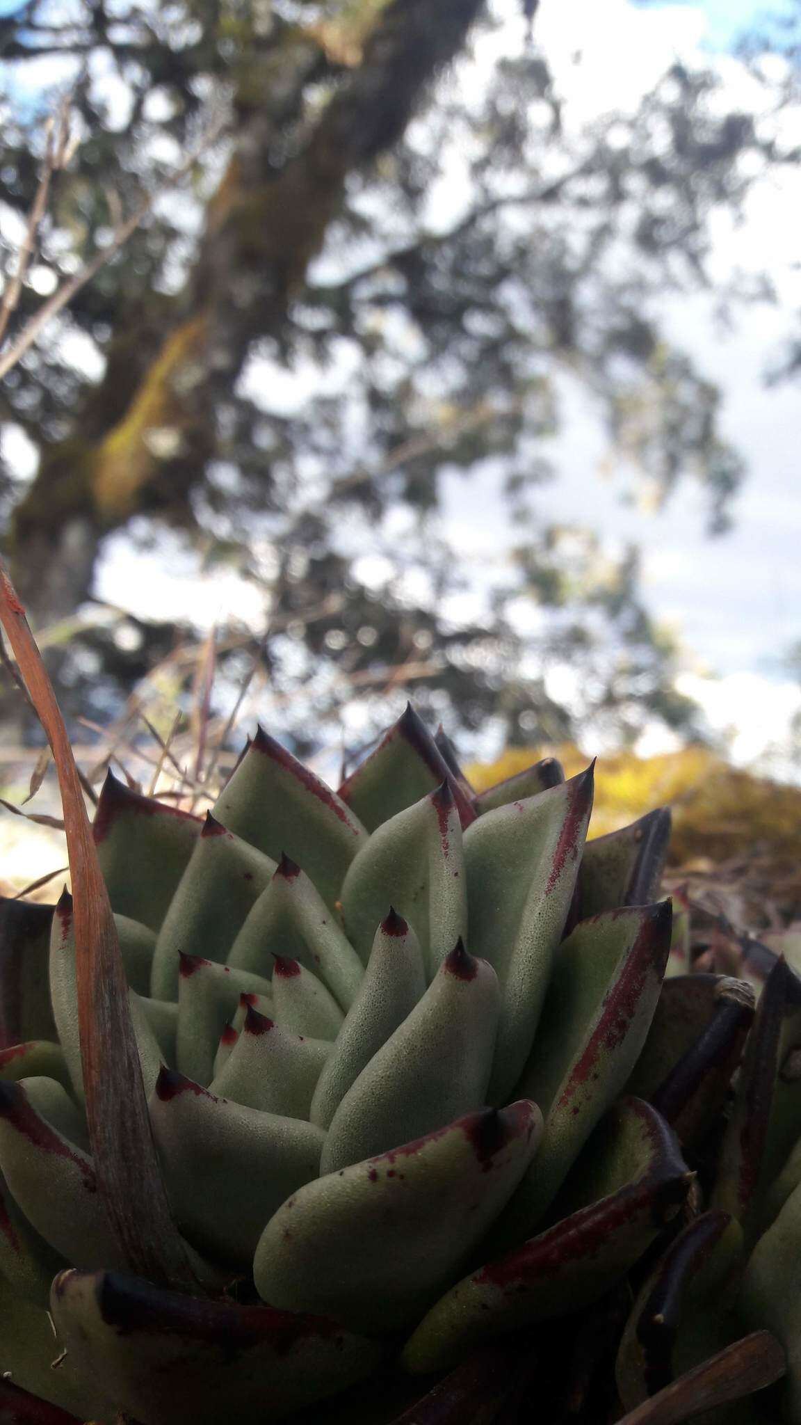 Image of Echeveria agavoides Lem.