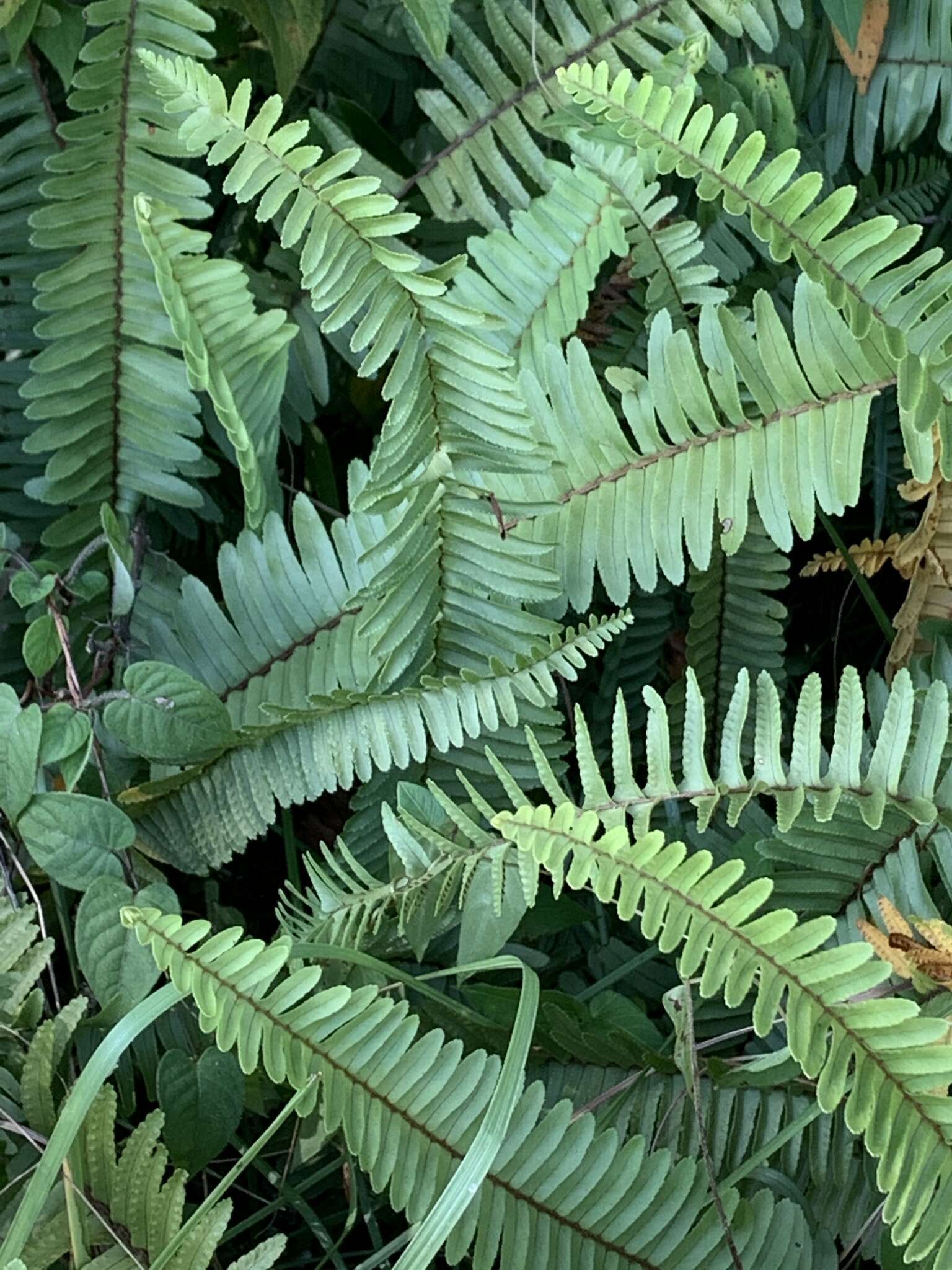 Слика од Nephrolepis exaltata (L.) Schott