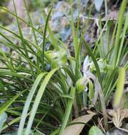 Sivun Cymbidium goeringii (Rchb. fil.) Rchb. fil. kuva