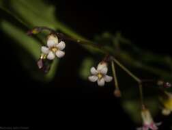 Image of Parsonsia lilacina (F. Müll.) Markgr.