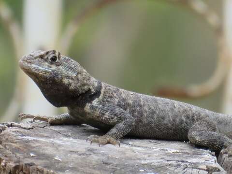 Image of Tropidurus oreadicus Rodrigues 1987