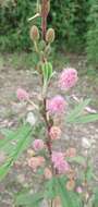 Image of <i>Mimosa polycarpa</i> var. <i>subandina</i>