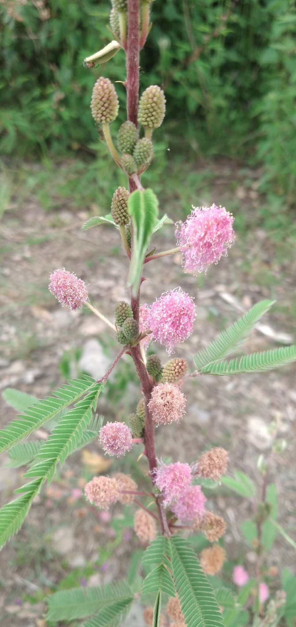 Plancia ëd <i>Mimosa polycarpa</i> var. <i>subandina</i>