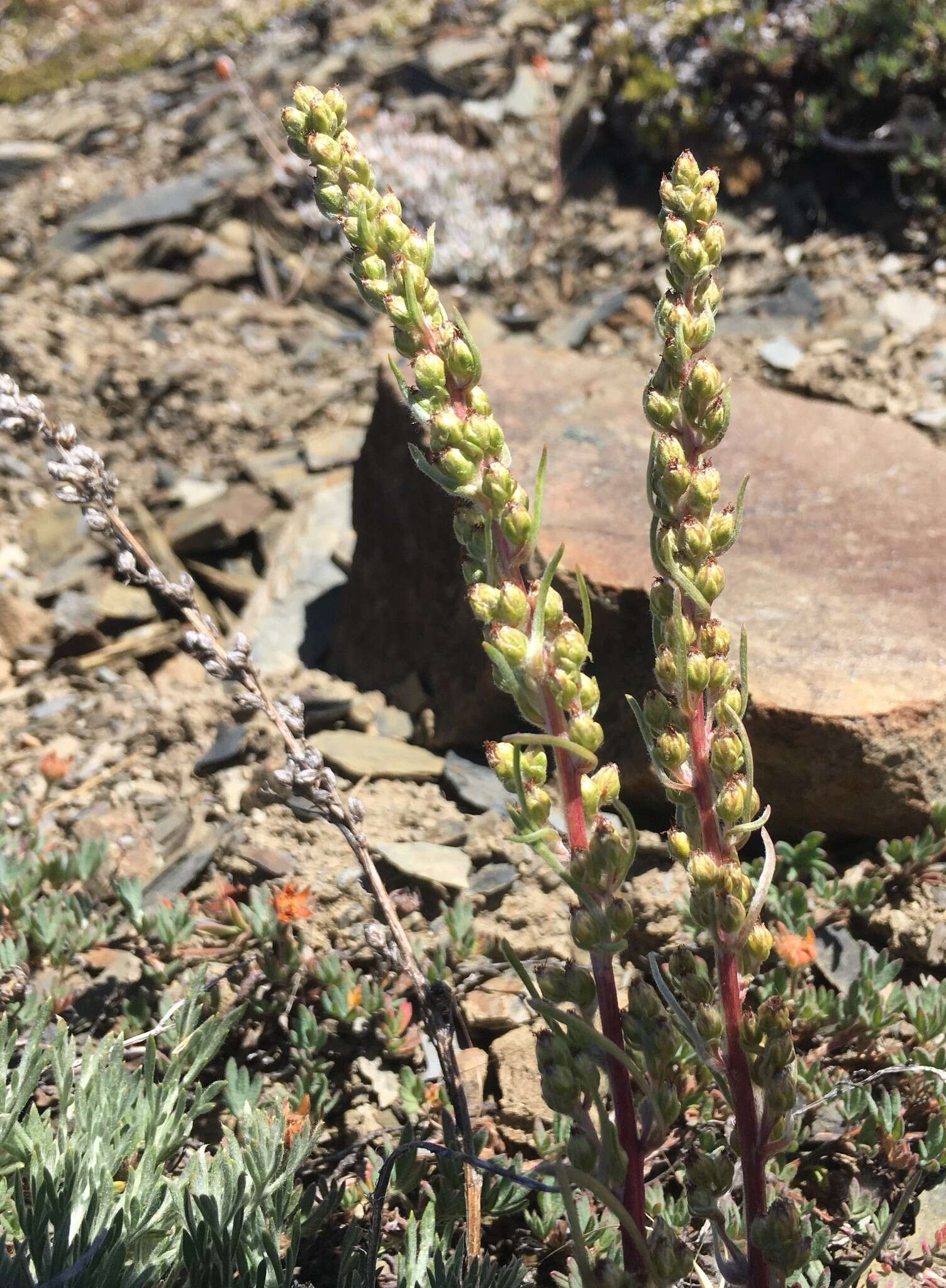 Imagem de Artemisia campestris subsp. borealis (Pall.) H. M. Hall & Clem.