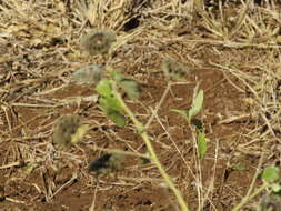 Image of Abutilon guineense (Schumach.) E. G. Baker & Exell