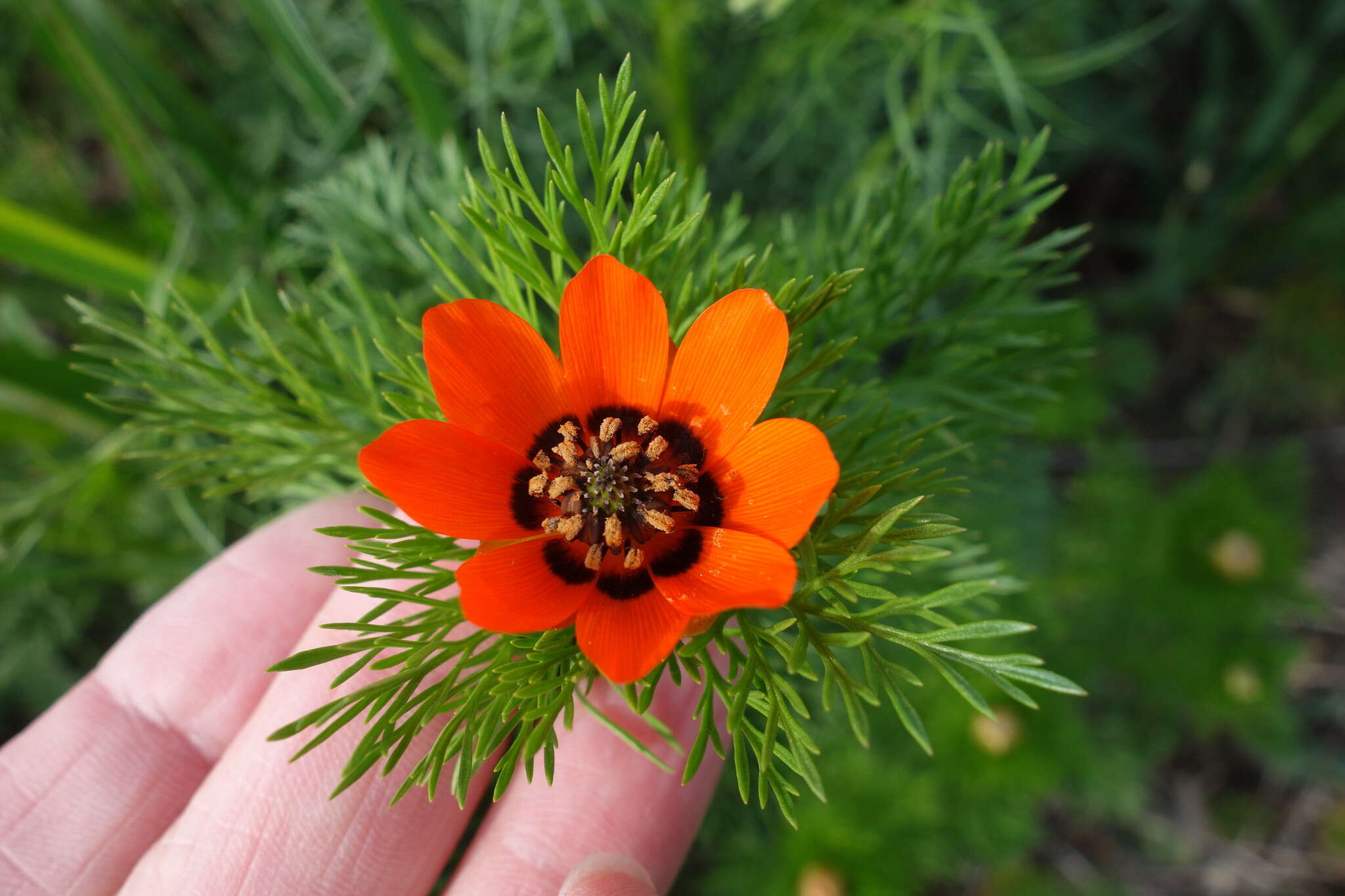 Image of summer pheasant's eye