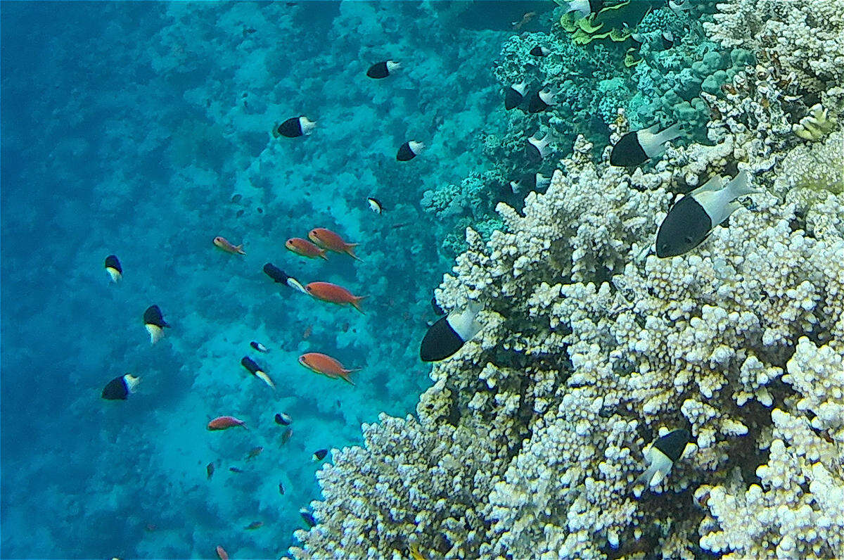 Image of Bicolor damselfish