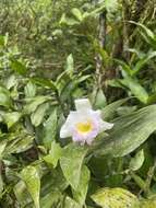 صورة Sobralia powellii Schltr.