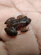 Image of Kempholey night frog