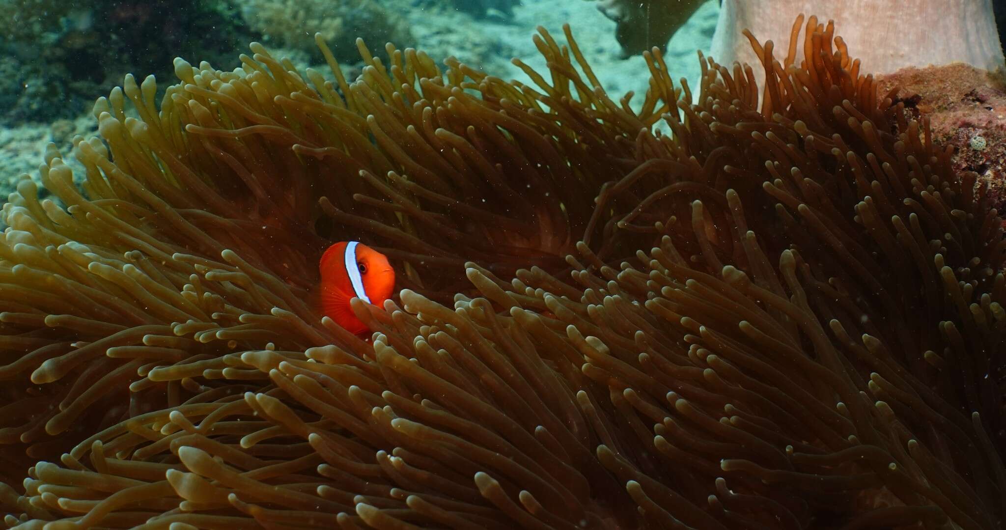 Image of Blackback anemonefish