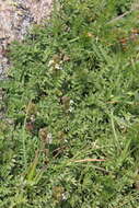 Imagem de Euphrasia ossica Juz. ex Ganeschin